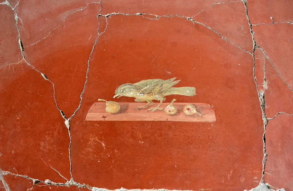 Oplontis — foto 9
